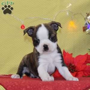 Nicholas, Boston Terrier Puppy